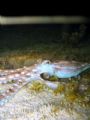 Octopus ornatus hunting during a night-time low tide, in just a few inches of water 