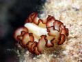 Flat worm - Great Barrier Reef 