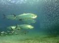 Schooling Tarpon feed on a school of bait in Brewers Bay off the island of Tortola. Taken with a Ikelite housed Canon 3.3MP G1 and DS125 Strobe 