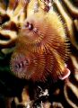 Christmas tree worms - Taken in Roatan 2006 