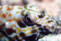 Stocky Hawkfish - 100mm macro Hawaii 