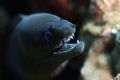 Smile for the camera. A rough winter dive in Hawaii today on the North Shore of Oahu, however still managed to get a shot off or two. 100mm macro. 