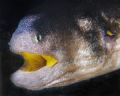 this picture was taken very carefully in a cave with a macro lens on a 20D. this is a snowflake eel. 