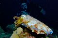 Cuttlefish at Truk Lagoon. Nikon D70S with 17-35mm f2.8 Nikkor in Ikelite housing. Ikelite D125 strobe. Taken on side of Shinkoku Maru. 
