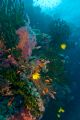 Fiji Reef Scene. 