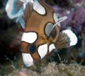 Juvenite Sweetlips. First one that I've seen! They wiggle around at an amazing pace!! Fiji-2007 