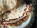 Flat Worm on Algae GBR Aust 