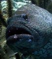 closeup of a black grouper wiating at a cleaning station. 