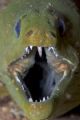 close up of a nice Green Moray 