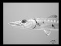 Chevron Baracuda
Black Rock
Grand Cayman 