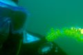 Floating 7 ft. Sea Ribbon in the Monterey Bay being examined during a safety stop. 