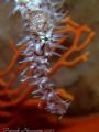 Ghostpipefish Portrait fullsize/uncropped taken at Ko Doc Mai/Thailand with Fuji E900+2x close up lenses 