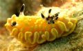cool nudibranc, and he was zooming along, not the fastest i have seen, but close to the fastest. i love the little fellas. 