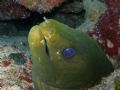 nice green eel in steps dive site at parguera wall....... 