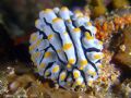 Nudibranch at Similan Islands 2007. Taken with Fuji E900 and close up lenses... 