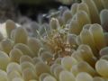 Spotter cleaner shrimp at Cayo Enrique 
