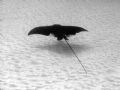 Spotted Eagle ray flying over the sand - too far for a strobe, so I just took what I could get. Nikon 5400 in Ikelite housing. 