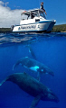 Whales in the Wild! 