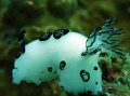 Nudi bathing in the current. Near Koh Tao. 