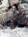 Harlequin prawn goby. S2 Pro, 60mm. 