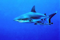 The Shark: Micronesia , Nikon F90x , velvia 50, Two strobo , lens 40 macro 