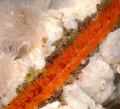 Plumose anenomes  hicthihg a lift on   a scallop  - Vancouver Island  