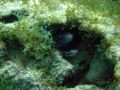 Moray Eel 