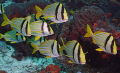 A school of Porkfish, taken in Cozumel. These fish are always in schools and can be found on the same reef and have been for a couple of years. 