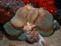 octopus at night in wreck city in s t a c i a {st eustacleo} 