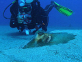 Victor and stingray 
