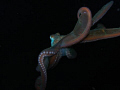 Octopus at night, St. Kitts 