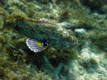Scorpion Fish on the move
SD600 