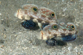 Pair of Twin Spot/Crab eye Gobies clearing out their hole and showing off their fake eye spots on the dorsal fins. 