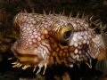 nigth look of a porcupinefish at wreck city dive site in S A B A,
 S A B A --does not appear in the country list....... 