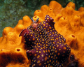 Beautifull sea slug 