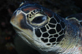 sea turtle taken at wakatobi, d70 with 60mm 