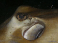 close up to a nice stingray in a night dive in river tuw wreck site in st. kitt 