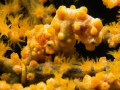 "The Golden Couple" a mating pair of yellow pygmy sehorses. Nikonos 5 with 2:1 macro tube & framer, twin ys 120 strobes. 