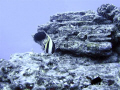 Taken off the coast of waikiki. 