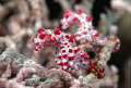 bunaken park manado 60mm macro 