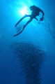 Diver photographing a barracuda school. Blue Corner Palau. Nikon D-70 60mm natural light. 