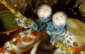 Mantis shrimp portrait. 105mm Nikon D-70. Secret location Nth of Madang. 