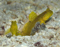 You don't think of yap for macro, but these were everywhere 