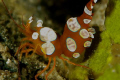 Cleaner shrimp. 105mm 
