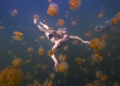 beauty of jellyfish lake 
