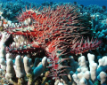 Crown of Thorn Starfish, Lanai Hi, Olympus C-3040Z, Light & Motion Tetra housing, Sea & Sea YS90 Strobes, 75', +15 knot current. 