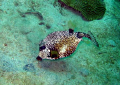 Trunkfish seen in Tobago on June 2007.  Taken with a Canon PowerShot SD 550. 