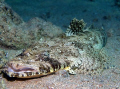 Crocodile fish taken at Sharksbay with e300. 