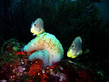 This pair of butterfly fish was seen in Tobago June 2007.  Photo taken with a Canon PowerShot SD 550. 