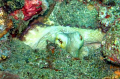 Octopus seen June 2007 in Tobago.  Taken with a Canon PowerShot SD 550. 